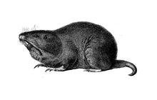Load image into Gallery viewer, Gopher Print