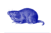 Load image into Gallery viewer, Gopher Print