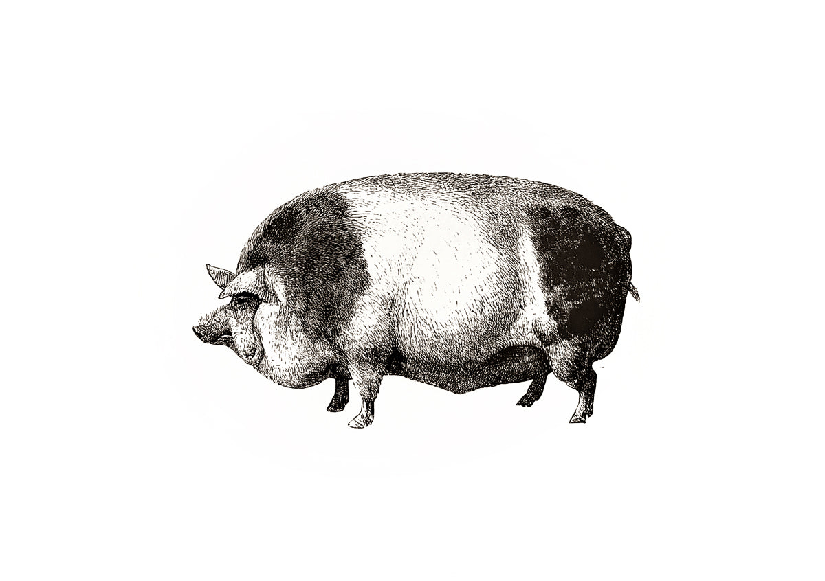 Pig Print – Handdruck