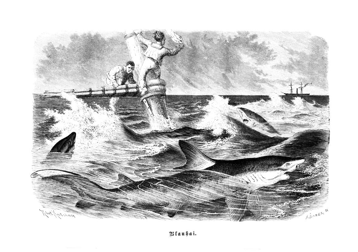 Blue shark Print – Handdruck