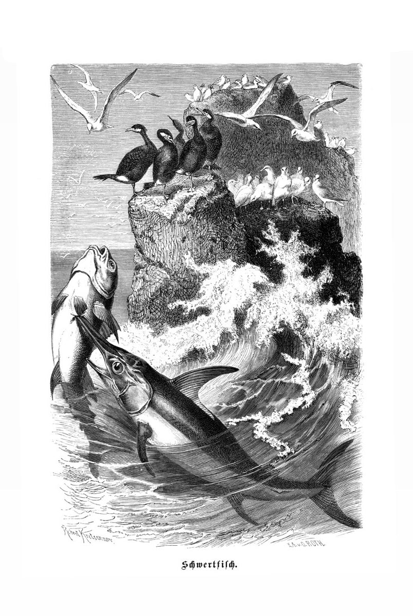 Swordfish Print – Handdruck