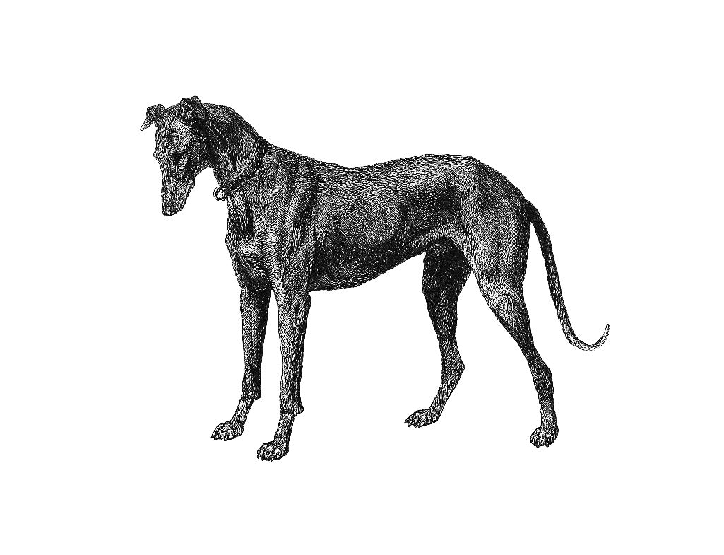 Sighthound Dog Print