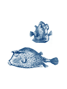 Boxfish Print