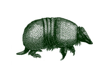 Load image into Gallery viewer, Armadillo Print