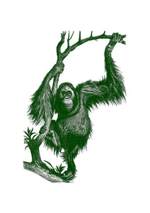 Orangutan #1 Print