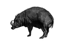 Load image into Gallery viewer, Babirusa Pig Print