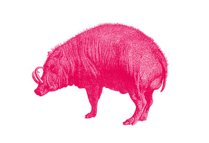 Babirusa Pig Print