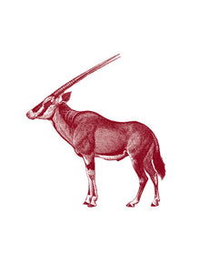 Oryx Print