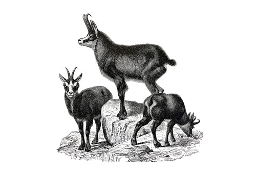Mountain goat Print