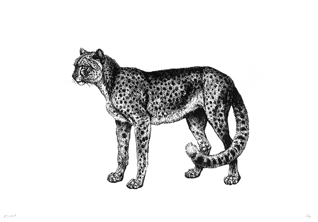 leopard cheeta zoology woodcarving vintage books 1800s siebdruck screenprint handdruck
