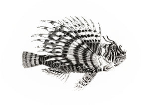 fish zoology marine biology 1800s woodcarving screen-print siebdruck handdruck