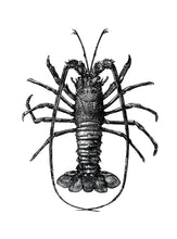 Load image into Gallery viewer, Spiny-lobster Print