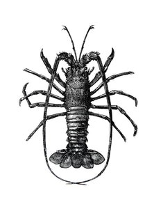 Spiny-lobster Print