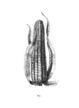 Load image into Gallery viewer, botanic plants vintage illustration 1800s screenprinting siebdruck handdruck corn maiz 