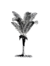 Load image into Gallery viewer, palms botanic vintage 1800s biology books siebdruck screen-print handdruck