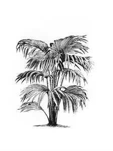 palms botanic vintage 1800s biology books siebdruck screen-print handdruck