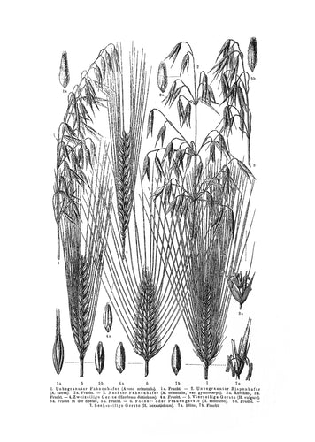 botanic plants vintage illustration 1800s screenprinting siebdruck handdruck avena hafer