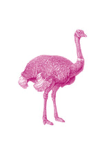 Load image into Gallery viewer, Ostrich Print