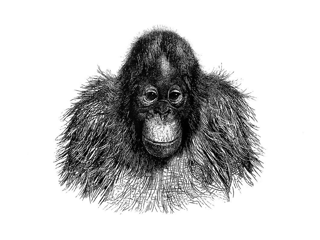 orangutan monkeys primate zoology vintage woodcarving 1800s siebdruck screen-print handdruck jane-goodall