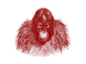 Baby Orangutan Print