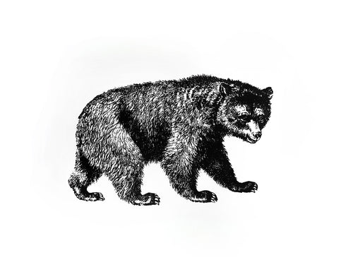 bear zoology woodcarving vintage books 1800s siebdruck screenprint handdruck