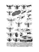 Load image into Gallery viewer, Various-Insects-2 Print