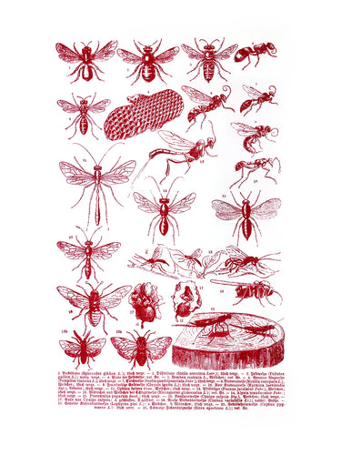 Various-Insects-2 Print