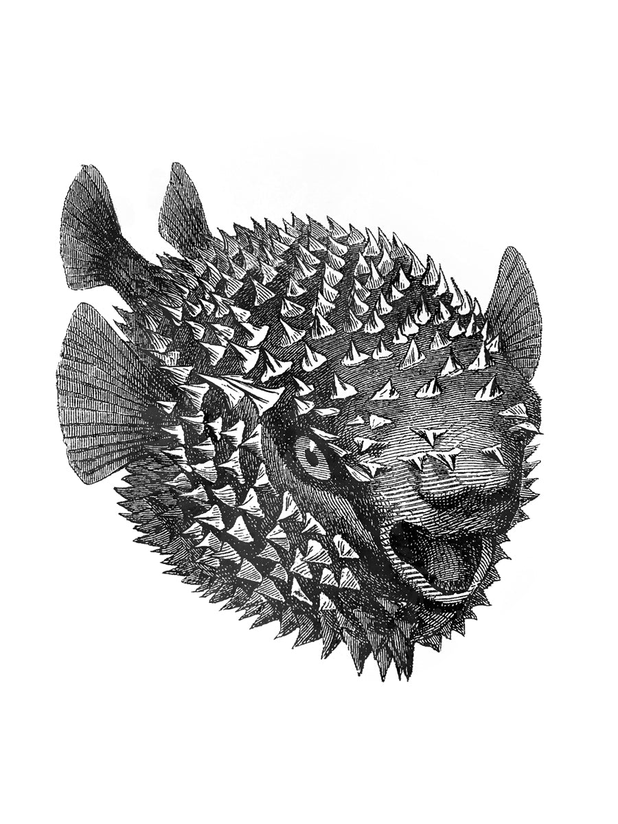 blowfish fish zoology marine biology 1800s woodcarving screen-print siebdruck handdruck