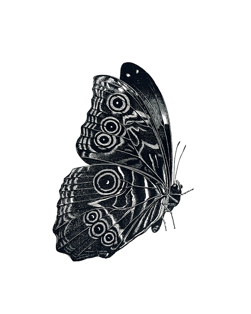 Butterfly-profile Print