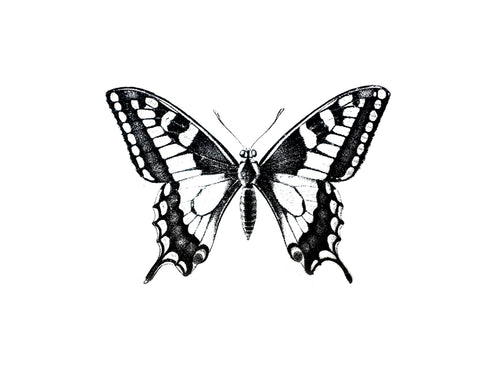 Butterfly #2 Print