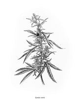 Load image into Gallery viewer, cannabis sativa botanic plants 1800s books woodcarving siebdruck screen-print handdruck