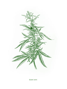 cannabis sativa botanic plants 1800s books woodcarving siebdruck screen-print handdruck