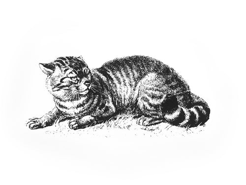 cat katze tiere animals vintage zoology books woodcarving siebdruck screen-print handdruck