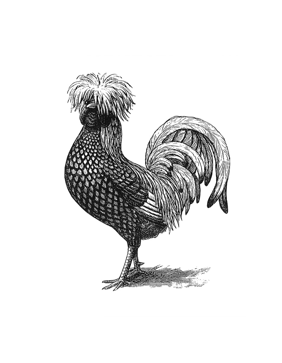 Chicken Print