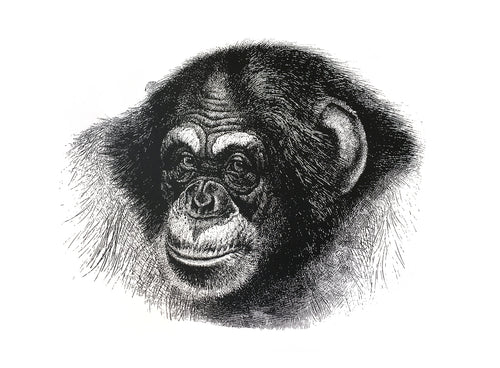chimp chimpanzee monkeys primates zoology 1800s books siebdruck handdruck screen-print