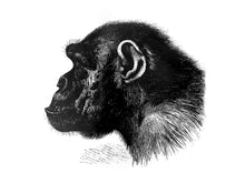Load image into Gallery viewer, chimp chimpanzee monkeys primates zoology 1800s books siebdruck handdruck screen-print