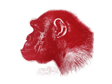 Load image into Gallery viewer, chimp chimpanzee monkeys primates zoology 1800s books siebdruck handdruck screen-print