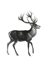 Load image into Gallery viewer, Deer Print