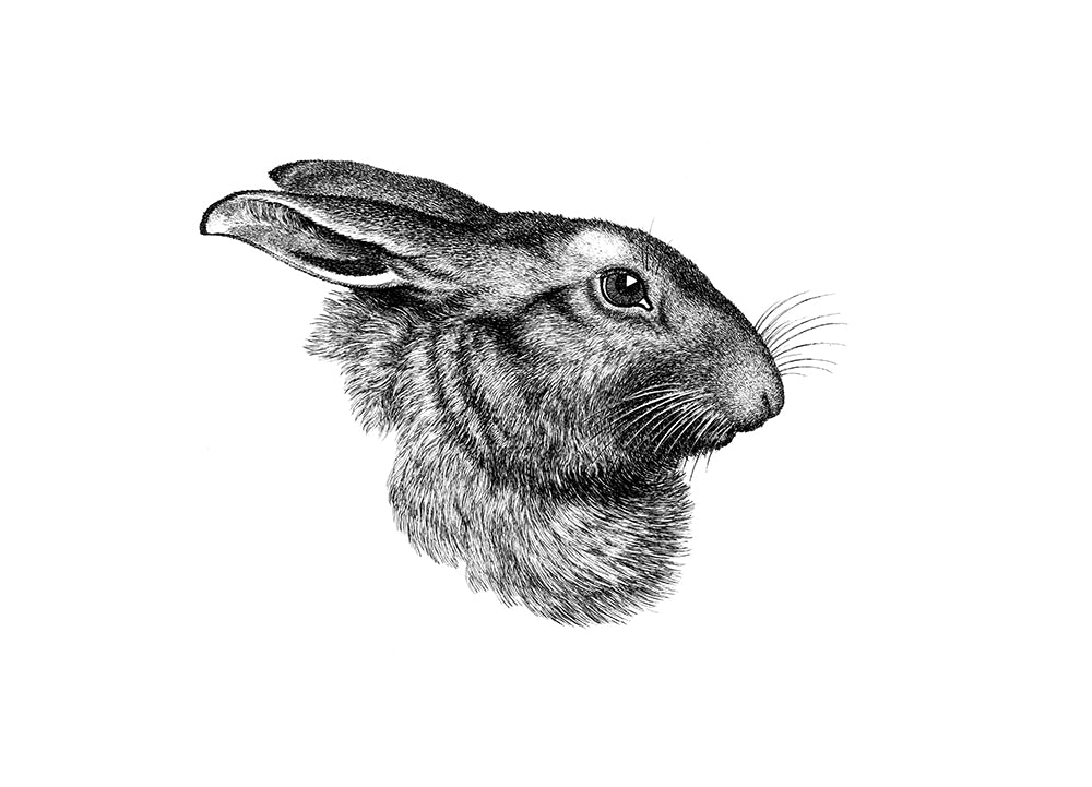 Rabbit portrait Print