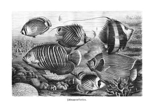 Coral-reef fishes Print