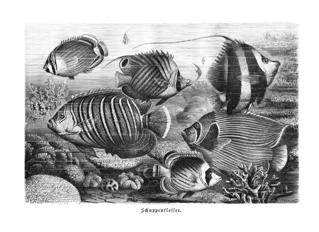 Coral-reef fishes Print