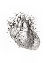 Load image into Gallery viewer, heart human-body anatomy medicine illustration vintage siebdruck screen-print HQ 1800s