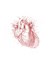 Load image into Gallery viewer, heart human-body anatomy medicine illustration vintage siebdruck screen-print HQ 1800s