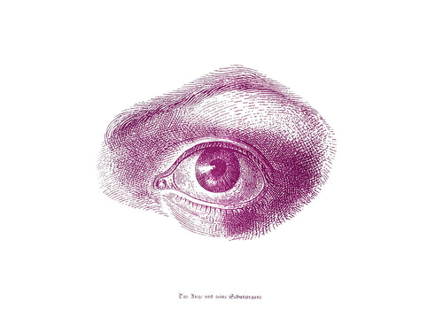 eye human-body anatomy medicine illustration vintage siebdruck screen-print HQ