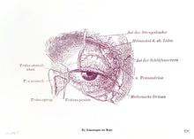 Load image into Gallery viewer, eye human-body anatomy medicine illustration vintage siebdruck screen-print HQ