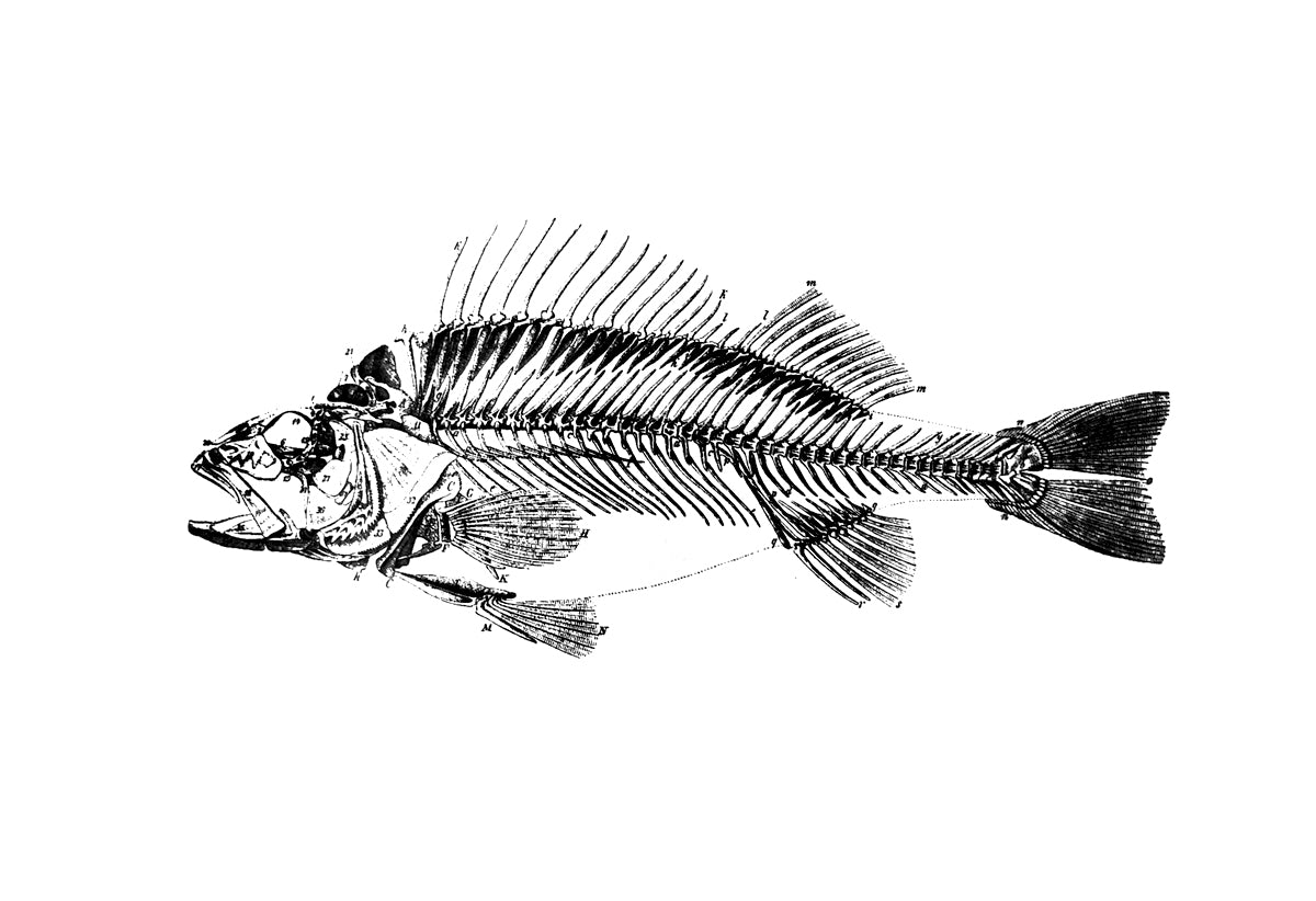 Fish Skeleton Print – Handdruck