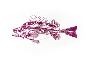 Fish Skeleton Print