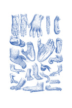 Load image into Gallery viewer, Chimp Hand-study&#39;s Print
