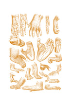Load image into Gallery viewer, Chimp Hand-study&#39;s Print