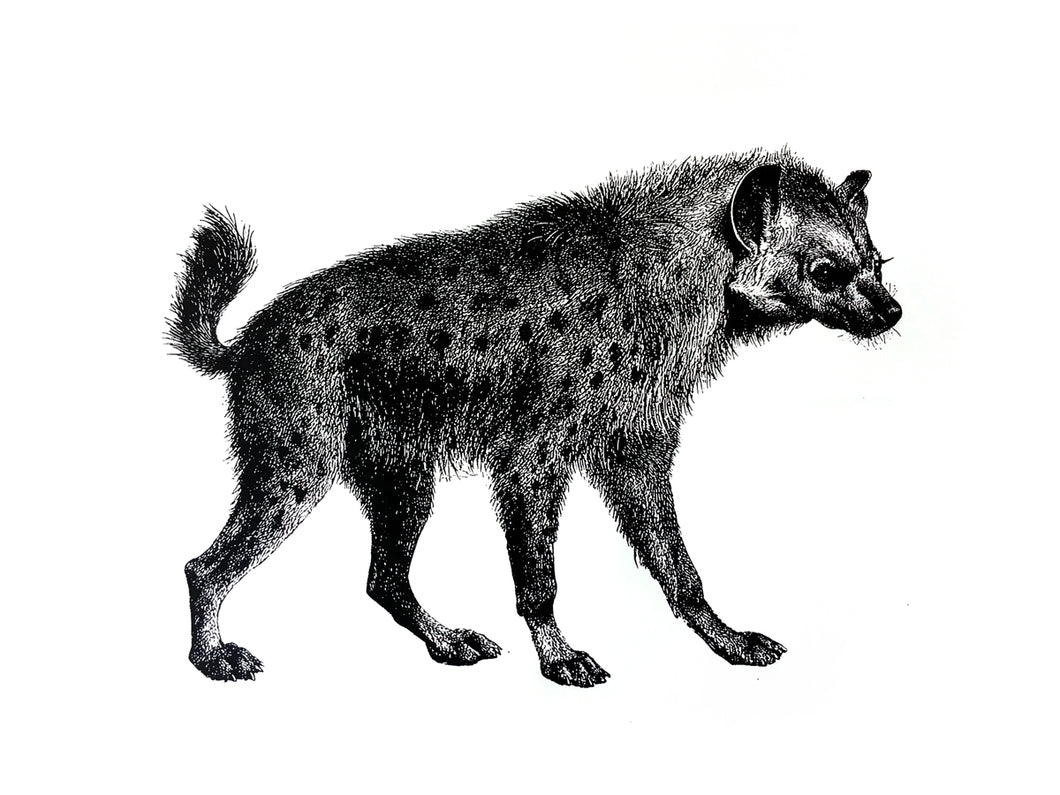 africa hiena hyena zoology woodcarving vintage books 1800s siebdruck screenprint handdruck